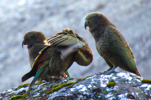 попугай кеа