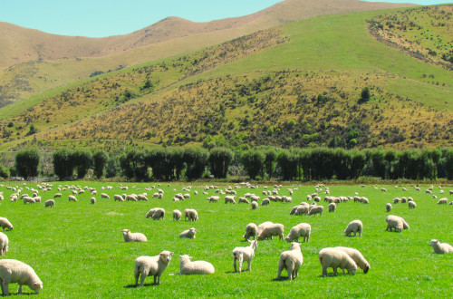 овцы в Новой Зеландии