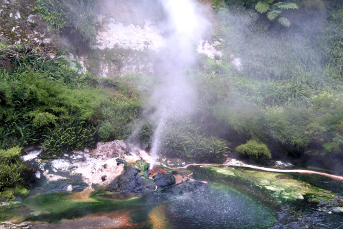 попугай кеа