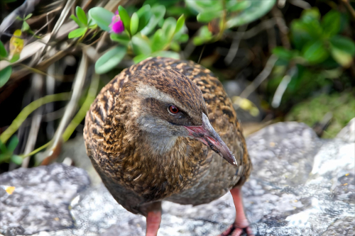 weka