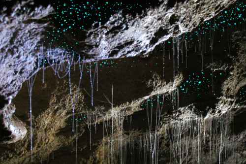 glowworms